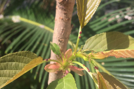 樱花树叶子枯萎干掉啥原因