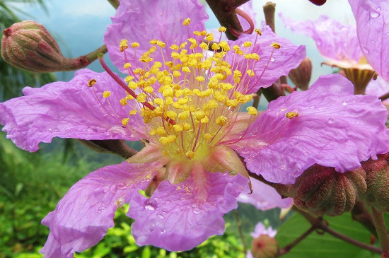 紫微花树插植方法