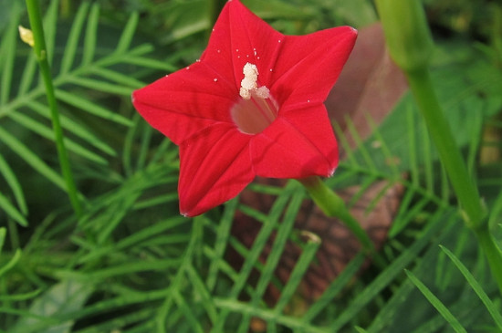 茑萝花的养殖方法