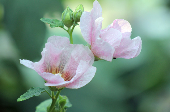 芙蓉花的寓意