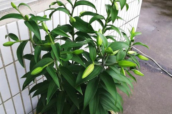 百合消苞后还能长苞吗