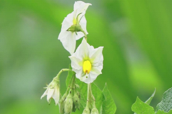 土豆开花后多久成熟