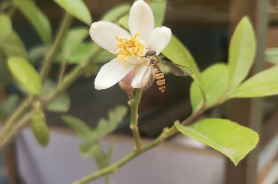 柠檬树几年开花结果