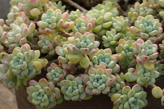 如何养好多肉植物