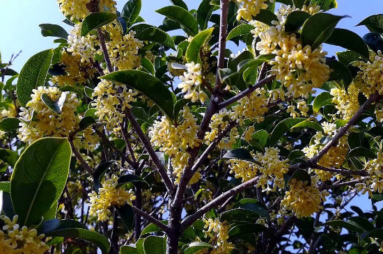 桂花树几年才会开花