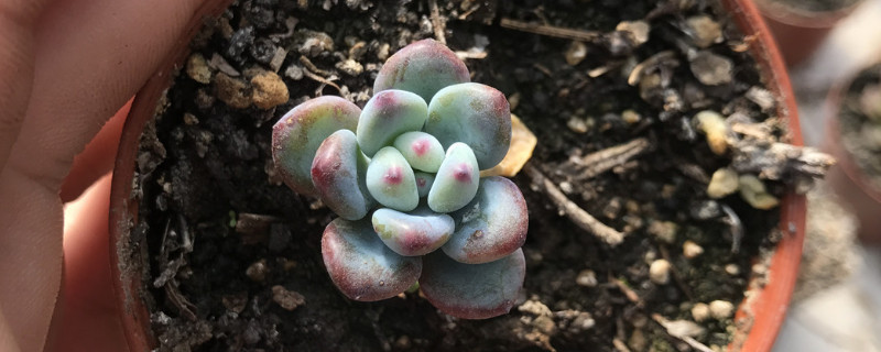 多肉植物的扦插方法