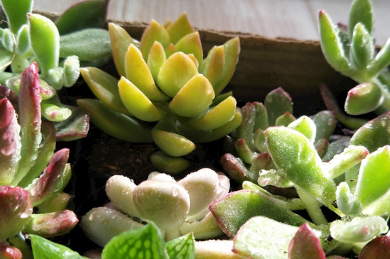 多肉植物的扦插方法