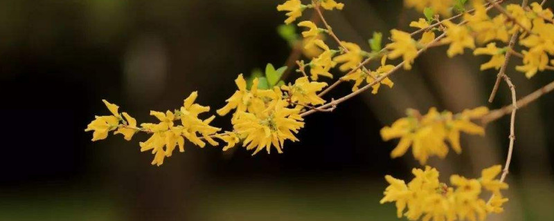 金钟花怎么管理