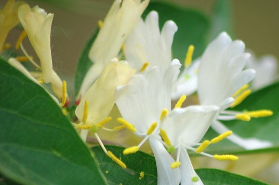 山银花繁殖方法