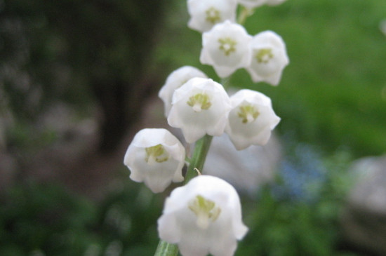 铃兰花的花语和象征