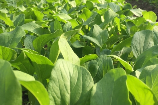 鸡毛菜的水培种植方法