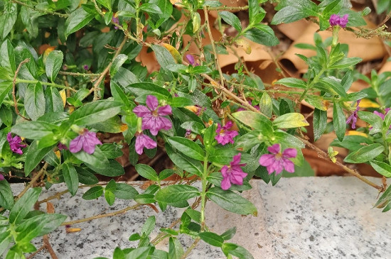 雪茄花叶子枯了怎么办