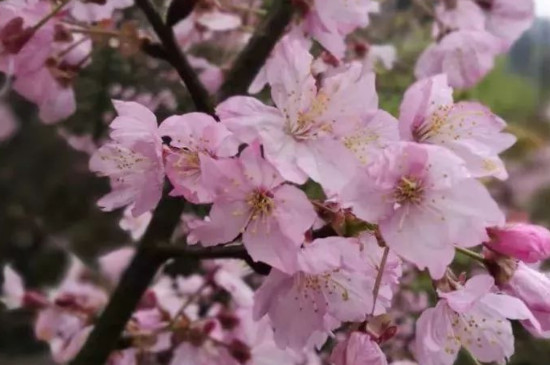 家里为什么不能种樱花