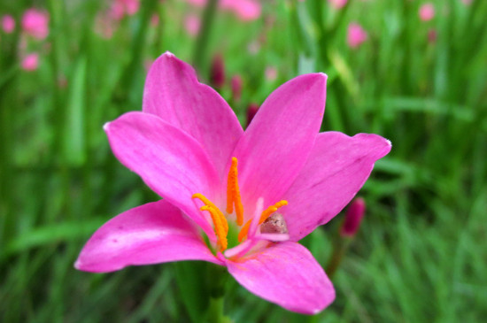 红花葱兰用什么土壤种植好