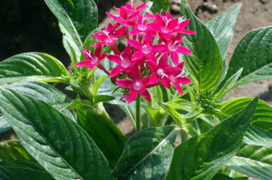 繁星花怎么繁殖