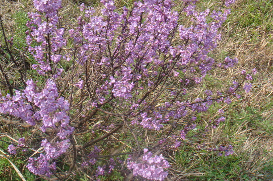 芫花怎么移栽