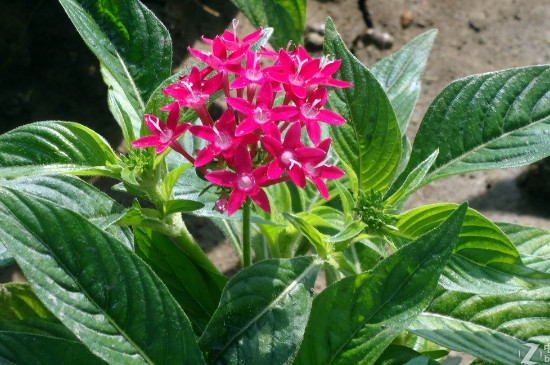 繁星花花后怎么修剪