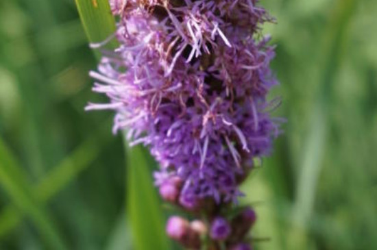 蛇鞭菊花期