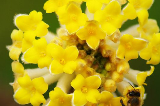 结香花的叶子是什么形状的