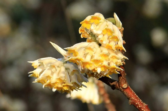 结香花的叶子是什么形状的