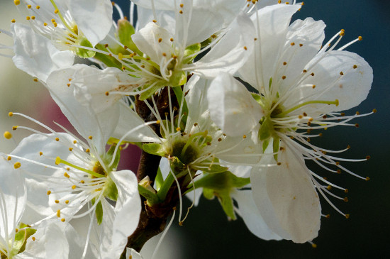 青梅花怎么水养