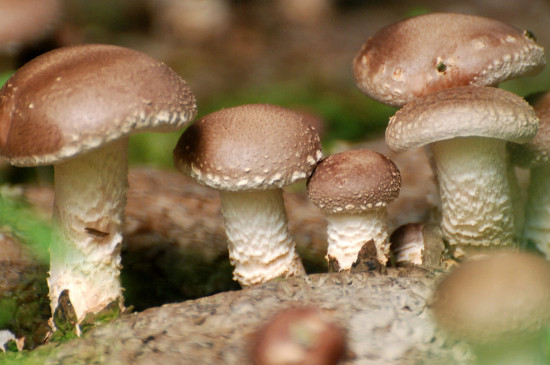 蘑菇种子与种植方法