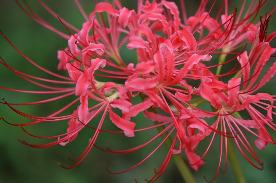 曼珠沙华和彼岸花是同一种花吗