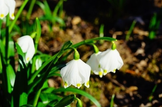 夏雪片莲怎么种植和养护