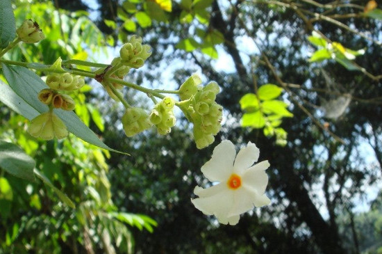 菩提花的寓意