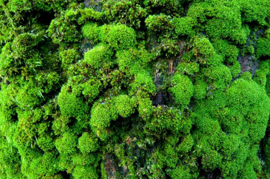 苔藓植物不能长高的原因