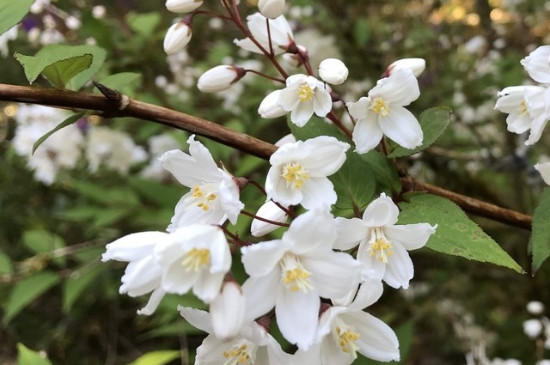 茉莉花是什么颜色的