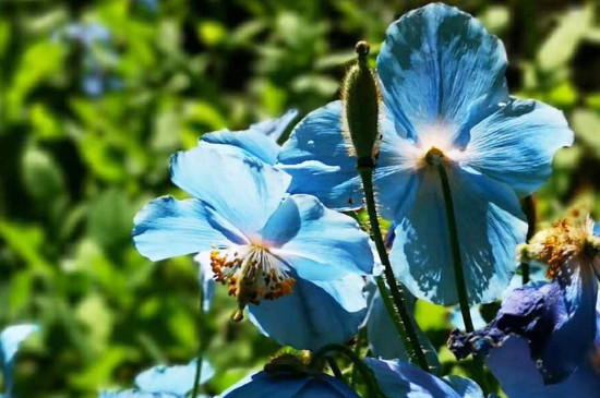 丁香花的特点和生长习性