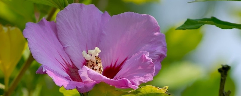 芙蓉花什么季节开放