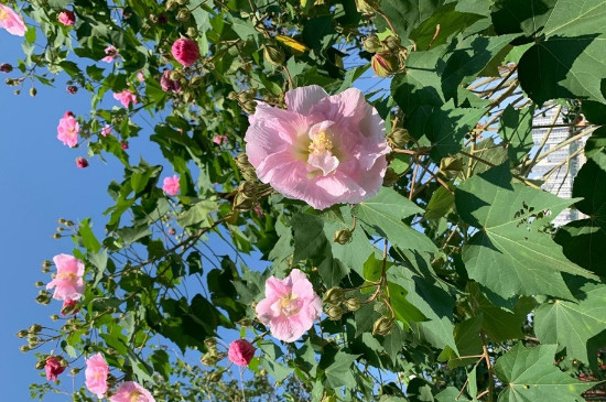 芙蓉花什么季节开放