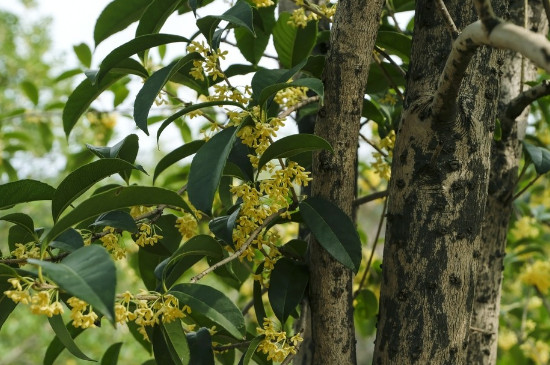 桂花树叶子发黄干枯后脱落怎么回事