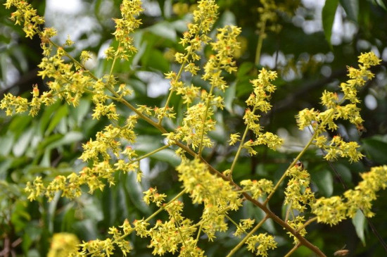 黄山栾树属于什么类别植物