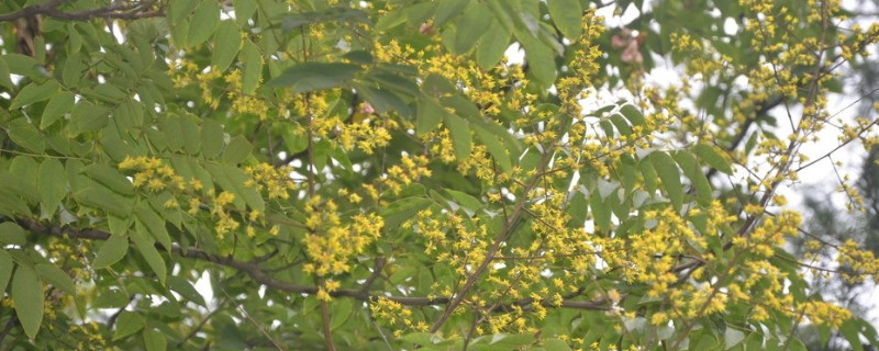 黄山栾树的特点