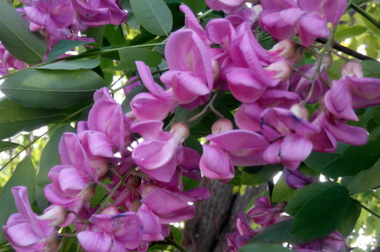 香花槐叶子好好的为什么干了