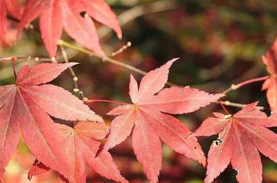 鸡爪槭一年四季都红吗?