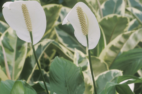 白鹤芋怎么分株