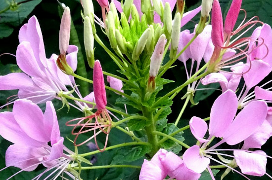 醉蝶花的花语