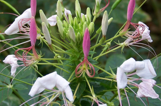 醉蝶花怎么育苗