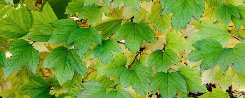 花叶子上有油汗怎么处理