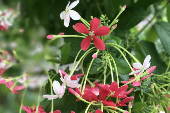 花上有腻虫怎么处理打什么药