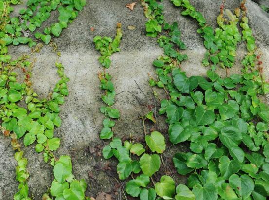 什么植物净化空气最好，这十种植物不容错过