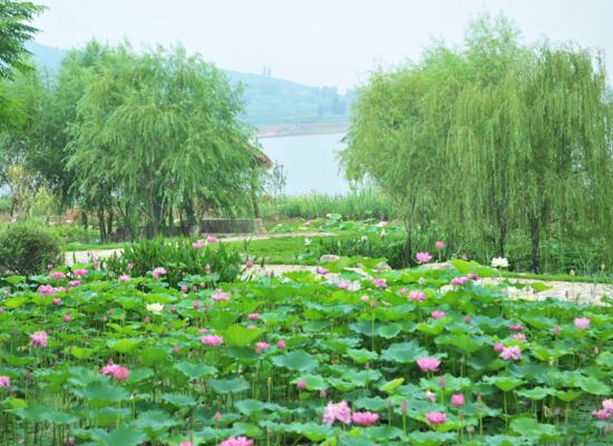 莲藕怎么种植简单方法，四个步骤种出粗壮的莲藕