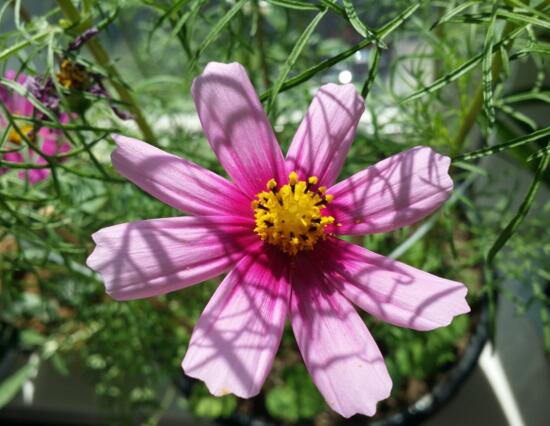 波斯菊一年开几次花，5～10月花期一年可开花两次