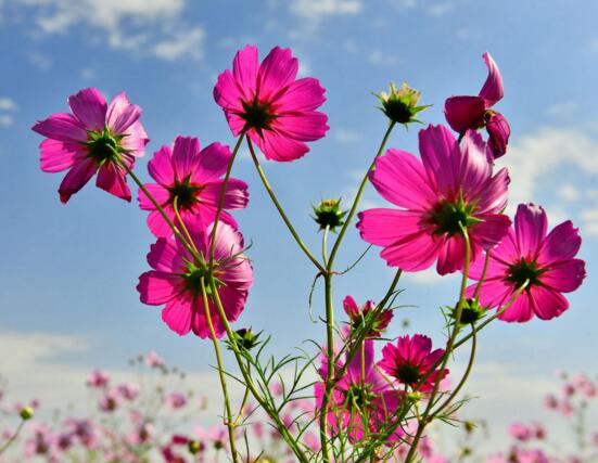 波斯菊和格桑花有什么区别，格桑花是统称比波斯菊品种范围广