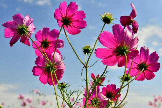 格桑花可以室内种植吗，室内环境不适合养殖格桑花