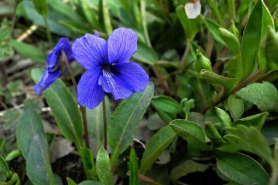 紫花堇菜和细距堇菜的区别，叶子和花暴露了两者的不同